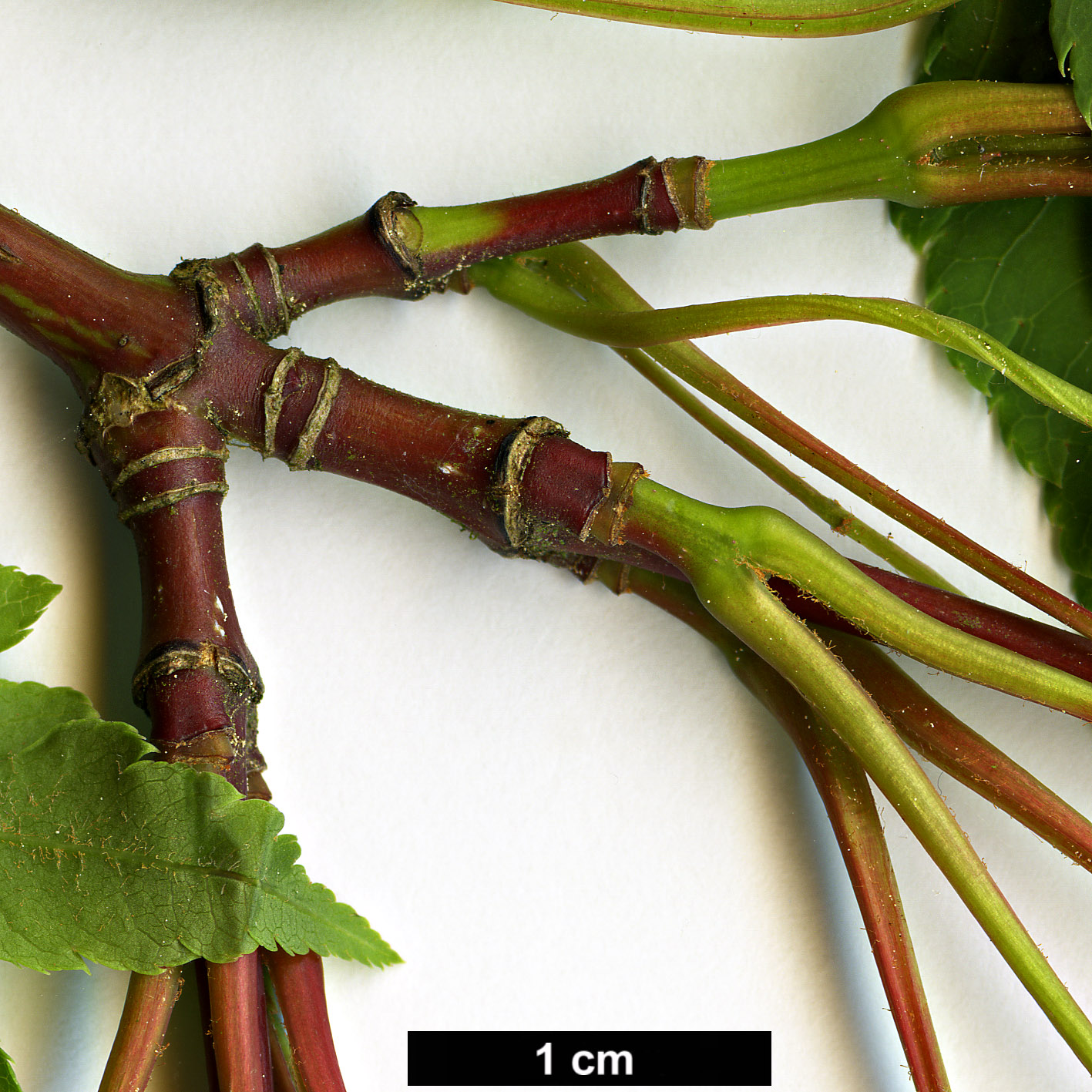 High resolution image: Family: Sapindaceae - Genus: Acer - Taxon: tschonoskii - SpeciesSub: var. australe